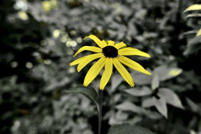 Close-up of yellow flower blooming outdoors