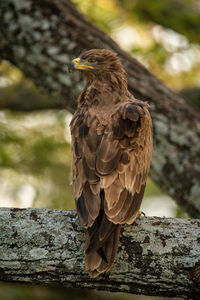 Tawny eagle on lichen-covered branch turning left