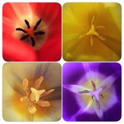 Close-up of flowers