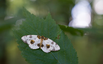 Close-up of insect on leaf