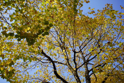 Low angle view of flowering tree against sky