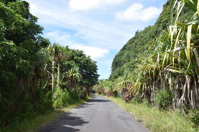 Road amidst trees against sky