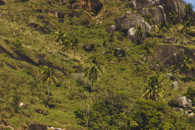 High angle view of plants on land