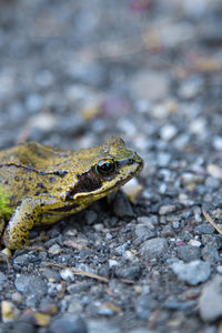 Close-up of frog on street