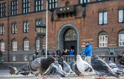 Flock of pigeons on street against buildings