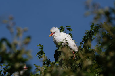 Low angle view of bird perching on a tree