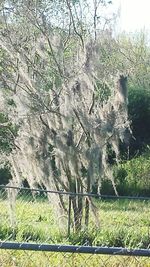 Trees growing on landscape