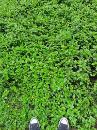 Low section of person standing by plants