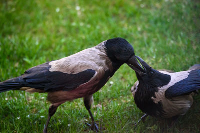 Close-up of a bird on field