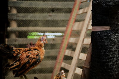 Dwarf chicken in the farm