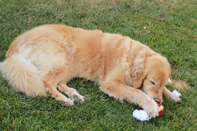 Golden retriever sitting on field