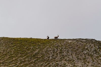 Low angle view of ibexes on mountain peak against clear sky