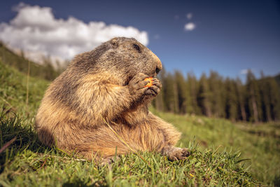 Close-up of groundhog