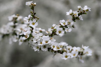 Close-up of white cherry blossoms in spring