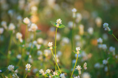 Close-up of flowering plants on land