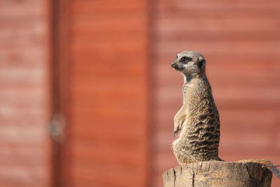 Close-up of meerkat