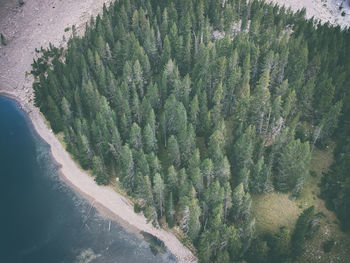 High angle view of trees on landscape