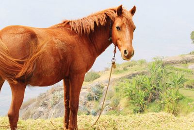 Horse standing on field against sky