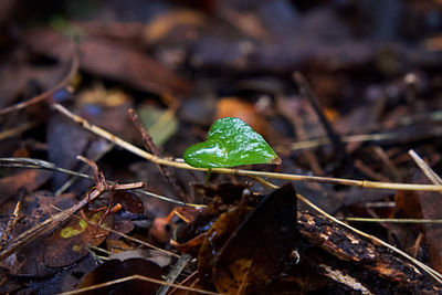 Close-up of raindrops on leaves on land