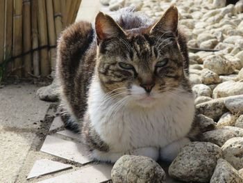 Portrait of cat sitting on stone