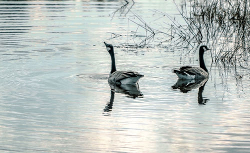 Ducks swimming on lake