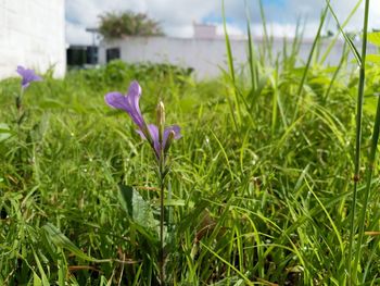 Close-up of purple crocus flowers on field