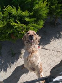 High angle portrait of dog on footpath