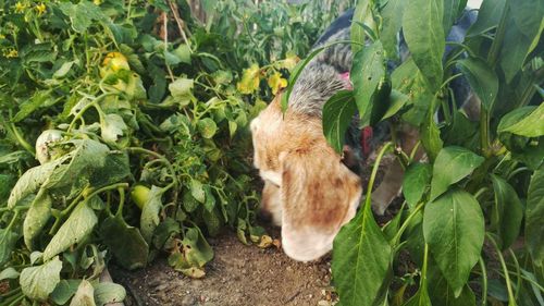 High angle view of tiger amidst plants