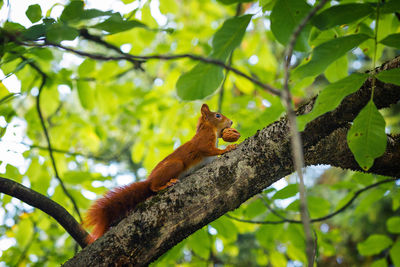 Squirrel sitting on tree