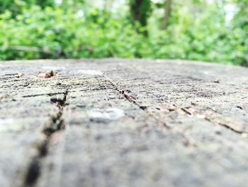 Close-up of surface level of ground