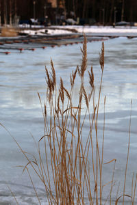 Close-up of grass in lake