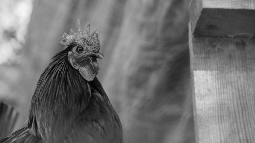 Close-up of a bird