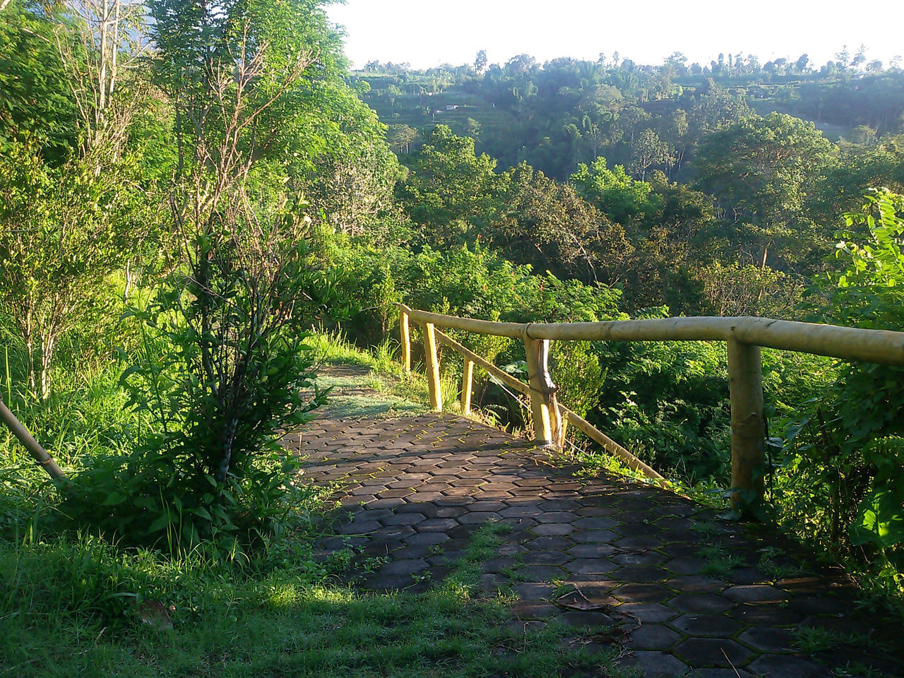 plant, tree, nature, footpath, green, growth, beauty in nature, no people, tranquility, forest, land, landscape, the way forward, day, scenics - nature, architecture, environment, outdoors, sky, jungle, foliage, lush foliage, tranquil scene, woodland, railing, trail, sunlight, bridge, non-urban scene, built structure, natural environment, rainforest, garden, rural area