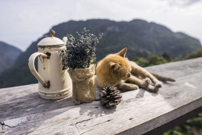 View of two cats on table