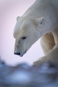 Close-up of polar bear with snowy nose