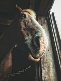 Close-up of horse in stable