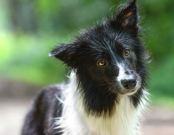 Close-up portrait of dog