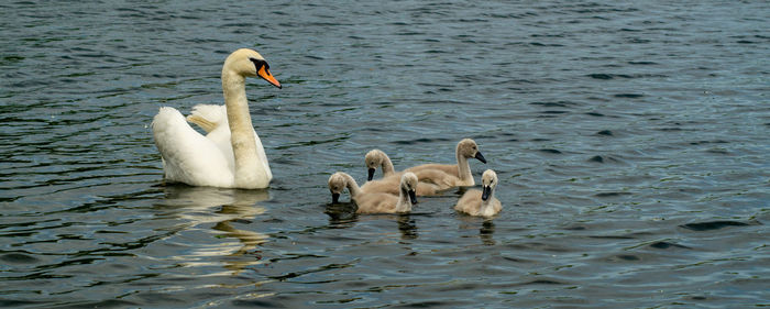 Swan swimming in lake