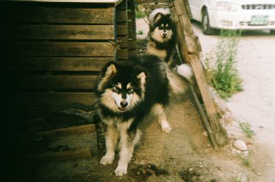 Monkey on stone wall