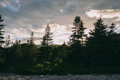 Trees growing on field against sky at sunset