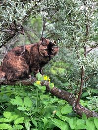 View of a reptile on a tree