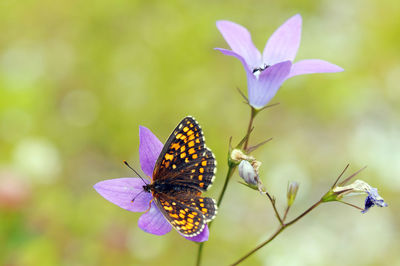 Butterfly pollinating on flower