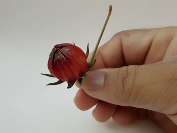 Close-up of hand holding red flower