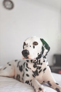 Dog lying on bed at home