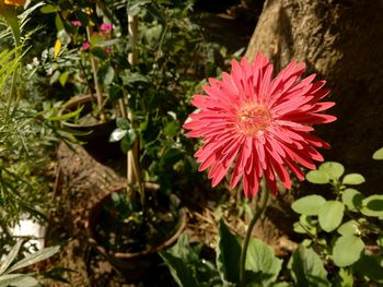 Close-up of flower blooming outdoors