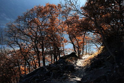 Trees in forest