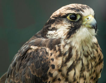 Close-up of hawk