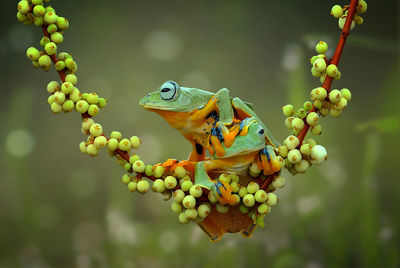 Close-up of berries on plant
