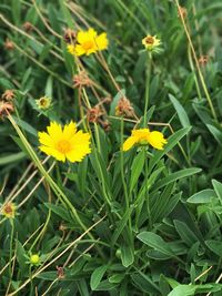 Close-up of yellow flowers growing in field