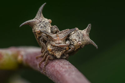 Close-up of lizard on leaves